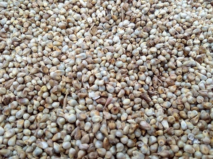 Pearl Millet